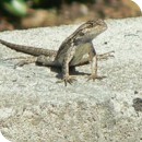 Josh Hawkins Josh Hawkins