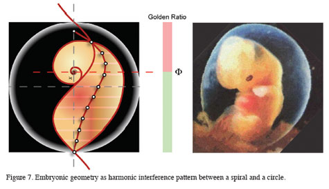 Harmonics of Embryo