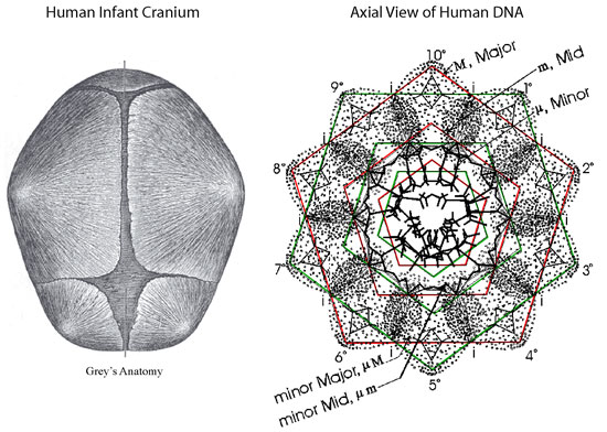 DNA Harmonics Patterns