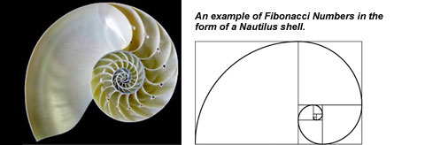 Golden Ratio Nautilus