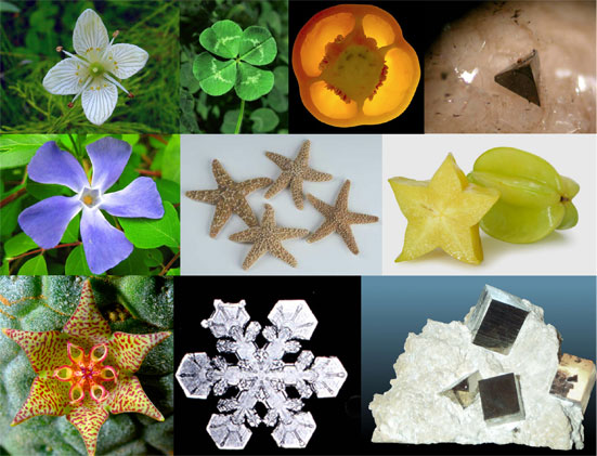 Harmonics Patterns In Nature