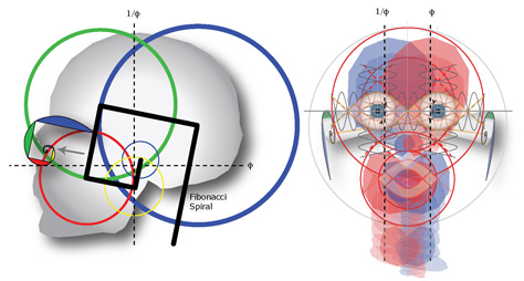 human head fibonacci