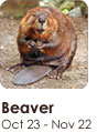 nativesign_beaver Beaver
