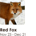 nativesign_fox Red Fox
