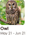 nativesign_owl Owl