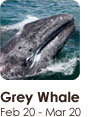 nativesign_whale Grey Whale