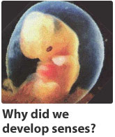 Why Develop Senses